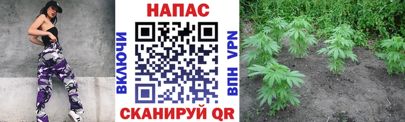 Шишки марихуана конопля  как найти наркотики  Данилов 